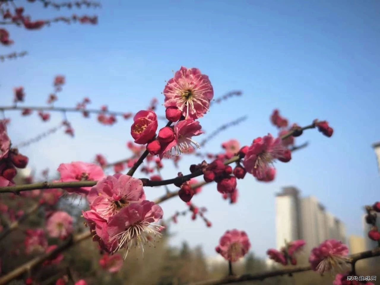蒲白建庄矿业：桥山脚下 春满建庄