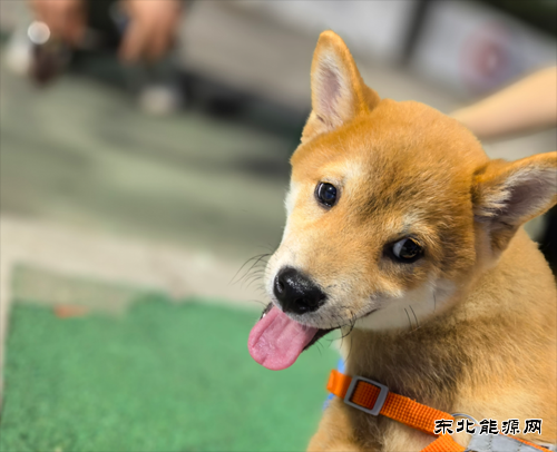 姚辰松：温暖的伙伴