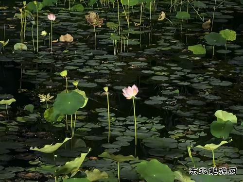 夏至的味道