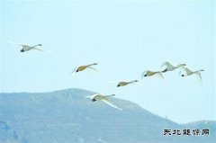 朝阳：白天鹅飞回北票白石湿地