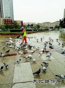 鞍山：环卫工人冒雨喂鸽子获赞