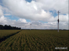 兴凯湖电业局：突击更换复合绝缘子 提高线路安全系数