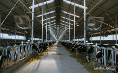 新闻现场 为1000头奶牛送清凉