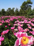 初夏的花/xiezuozazhi/2022/1201/＃ㄉ阌白髌罚