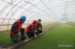 兴凯湖电业公司：迎风雪黑夜抢修保春耕 感动客户赠锦旗频点赞