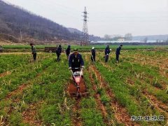 蒲白朱家河煤矿新CQ9电子产业中心：生态农业承包记