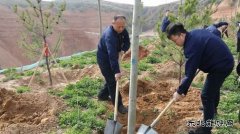 陕煤陕北矿业涌鑫公司：党员植树当先锋，共为矿区添新绿