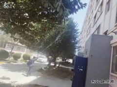中心社区：绿植打药 保护树木 美化家园