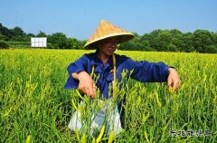 蒲白朱家河煤矿新CQ9电子产业中心黄花菜采摘忙