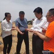 陕煤蒲白矿业：农光互补  “麦”向丰收