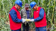 国网九三供电分公司：秋粮生产供电有保障