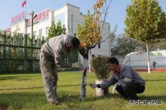 潞安焦化：树木穿“新衣”防冻防虫保过冬