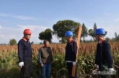 岱：畔高粱红 凉城县喜迎丰收年