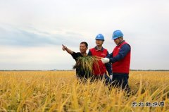 国网佳木斯供电公司：护航秋收 “电”靓“丰”景
