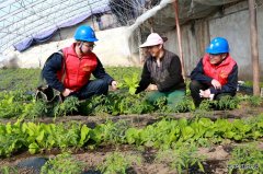 国网兴凯湖供电公司：“满格电”护航大棚用上“蔬”心电