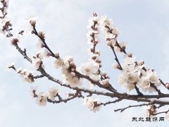 含苞待放、俏立枝头（摄影）