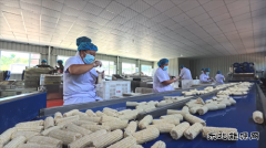 国网义县供电公司：助力乡村鲜食玉米产业振兴