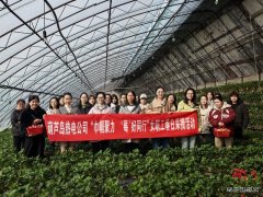 大唐葫芦岛热电公司：春日有约 共享 “莓”好时光