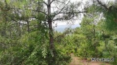 山野寻珍：与菌子的一场秘境邂逅