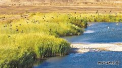 新疆油田：生态“含绿量” 发展“含金量”